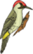 Picchio Scout